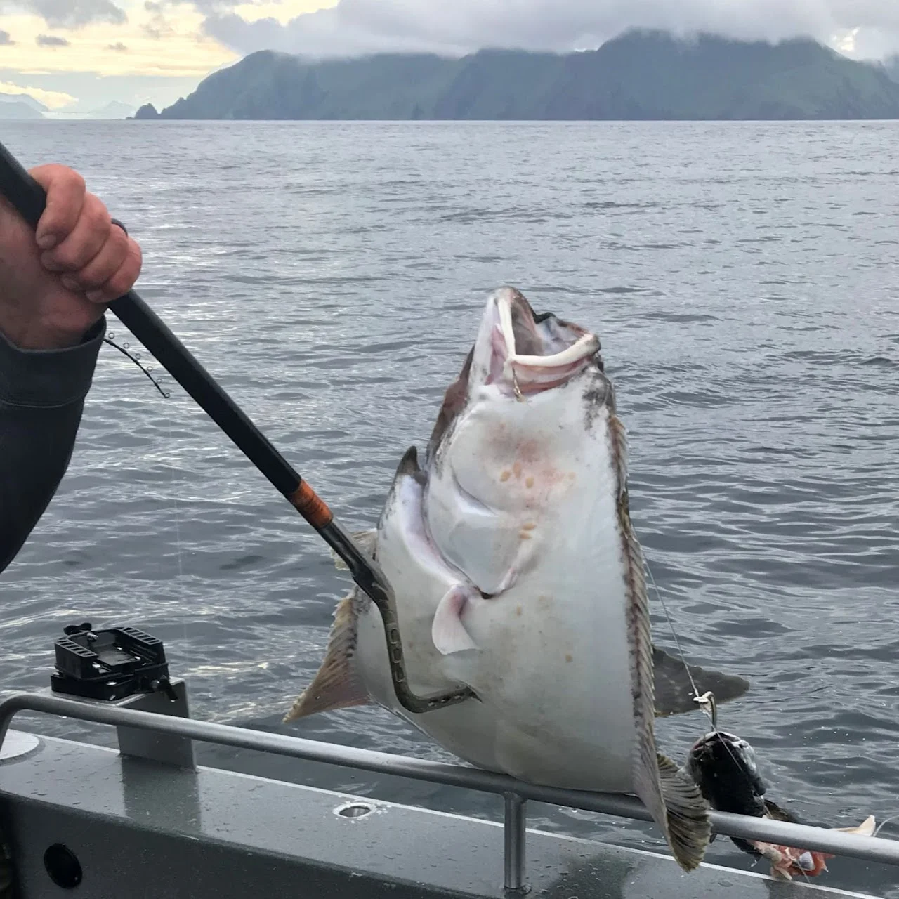 Happy Anglers with Halibut in Homer