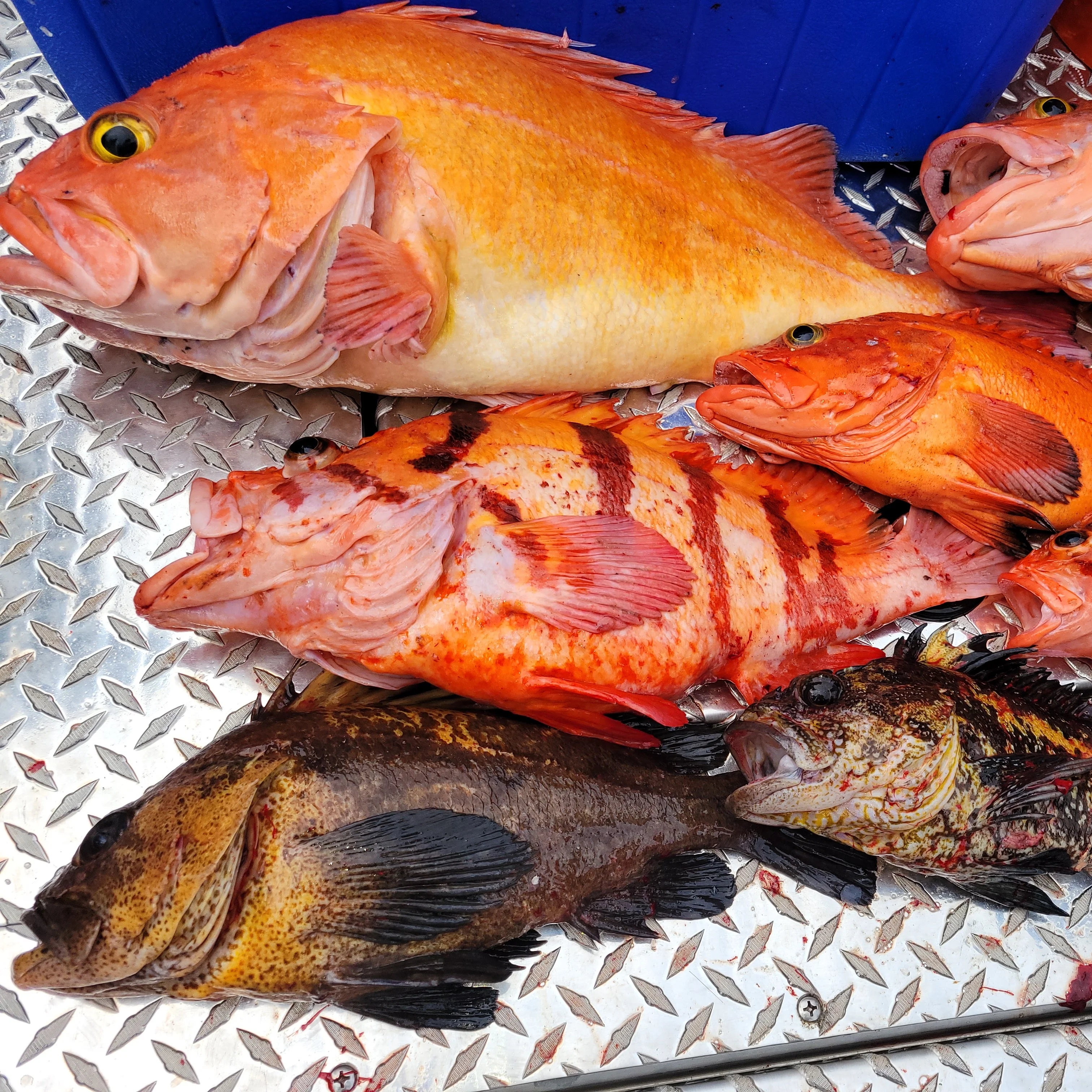 Multi-Species Charter - Big Butt Charters Homer Alaska